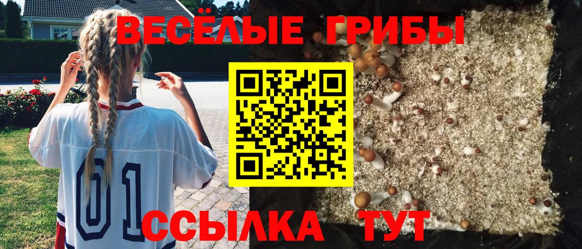 Галлюциногенные грибы Psilocybe  Вход с VPN  Старая Русса 